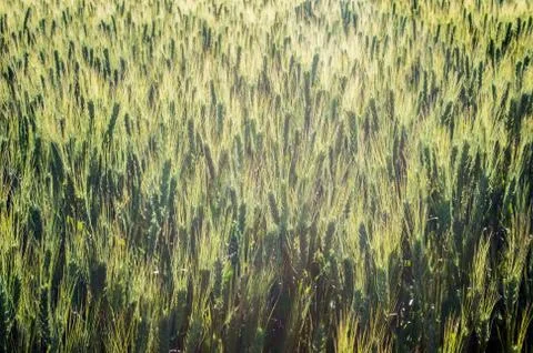 Wheat or grain at sunset Foto stock