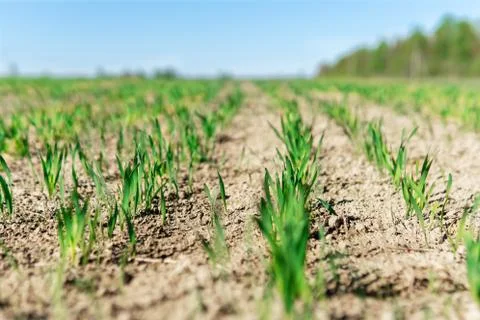 Wheat or oat or rye seedlings growing on a agricaltural field in spring morning. 写真素材