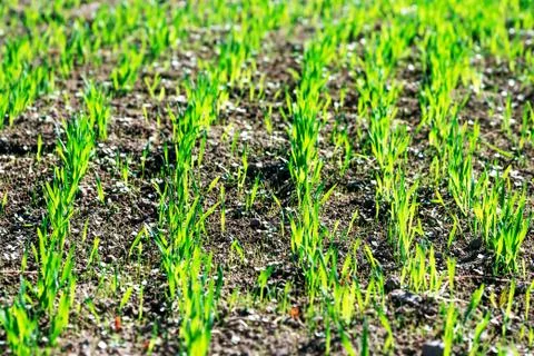 Wheat or oat or rye seedlings growing on a agricaltural field in spring morning. Stockfoto's