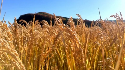 Wheat or rice field, ears of wheat swaying from the gentle wind Video stock 125622600