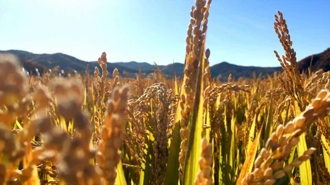 Wheat or rice field, ears of wheat swaying from the gentle wind Video stock 125622662