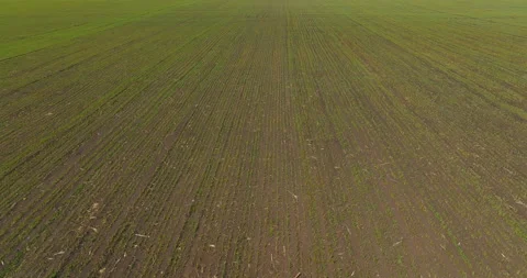 Wheat or rye are growing on field in ecological agricultural area, view from Stock Footage 197704328