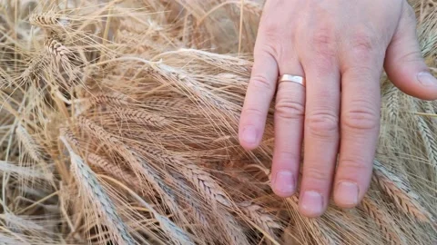 Wheat or rye field. A man's hand touches the ears of wheat Stockbeeldmateriaal 220445568
