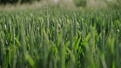 Wheat or rye sways in the wind. Vídeos de archivo 134485384