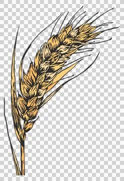 Wheat-or-rye-without-background1 Stock Illustration