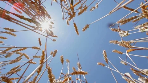 Wheat over the sky Stock Footage 99282102