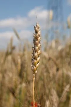 Wheat over sky Stock-Fotos
