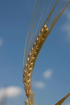 Wheat over sky 库存照片