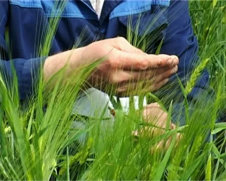 Wheat - PAL Stock Footage 15900589