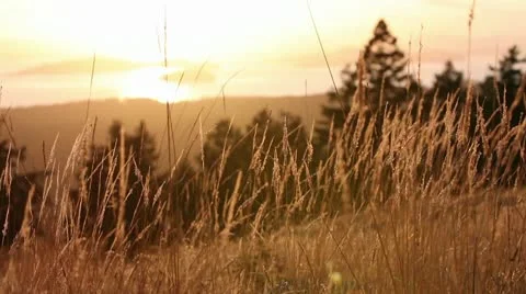 Wheat: Pan to Island Sunset Vídeos de archivo 10736014
