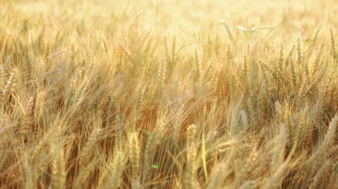 Wheat - panning Stock Footage 35991760