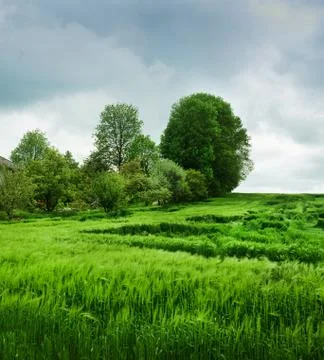 Wheat partly lying down in field after heavy rain. Stock Photos