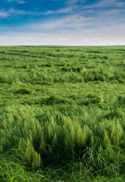 Wheat partly lying down in field after heavy rain. Problems of farmers Stock Photos