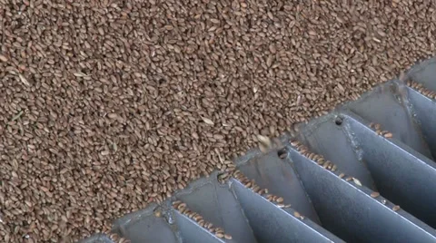 Wheat passing through the grating on the silo Vidéo 36790666