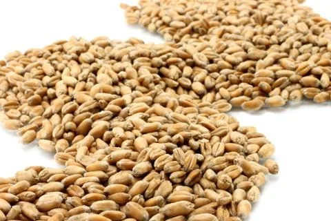 Wheat path seeds Stock Photos