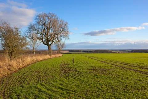Wheat patterns Stock Photos