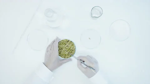  Wheat in petri dishes. Video stock 144007530