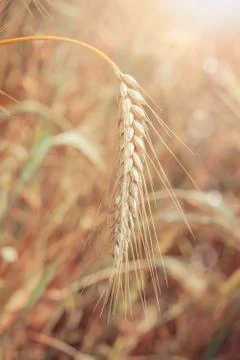 Wheat Foto stock