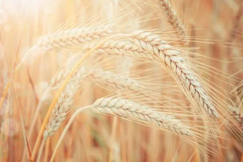 Wheat Stock Photos