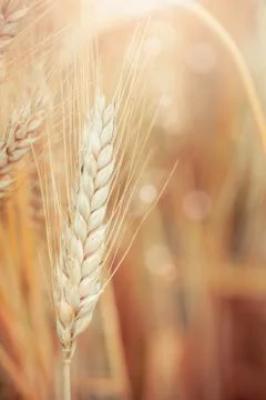 Wheat Stock Photos