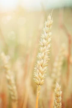 Wheat Stock Photos