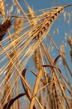 Wheat Stock Photos