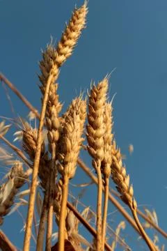 Wheat Stock Photos