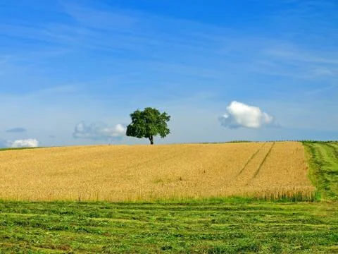 Wheat Stock Photos