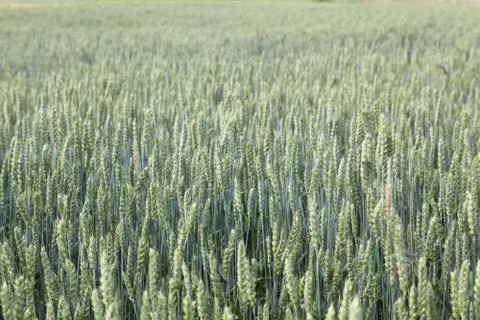 Wheat Stock-Fotos