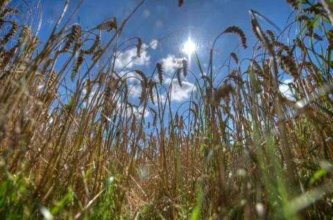 Wheat Stock Photos