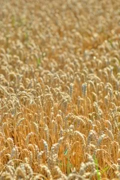 Wheat Stock Photos