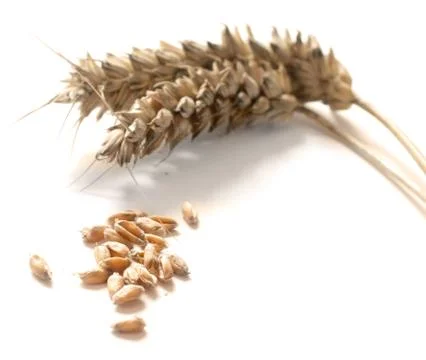 Wheat Stock Photos