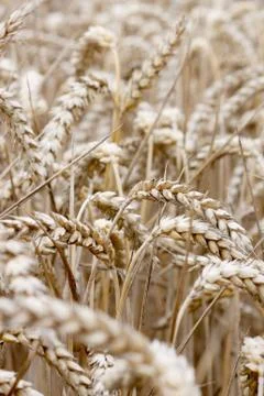 Wheat Stock Photos