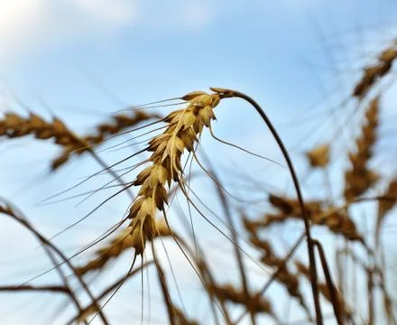 Wheat Stock Photos