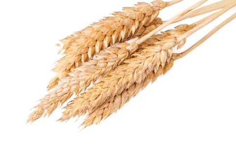 Wheat Stock Photos