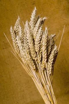 Wheat Stock Photos