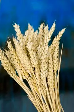 Wheat Stock Photos
