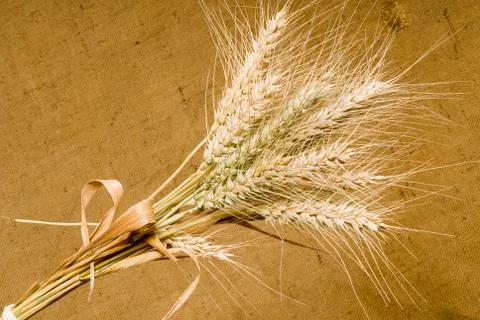 Wheat Stock Photos