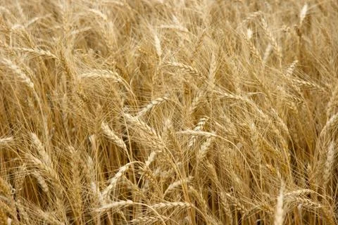 Wheat Stock Photos