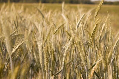 Wheat Stock Photos