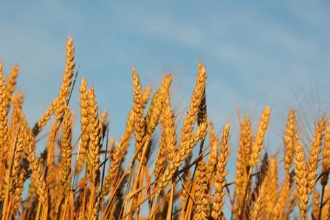 Wheat Stock Photos