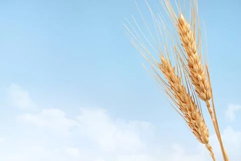 Wheat Stock Photos