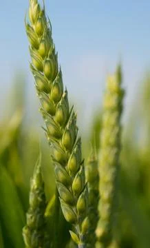 Wheat Stock Photos