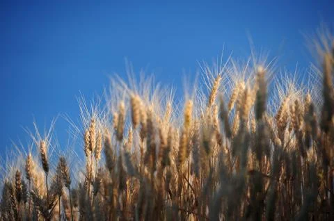 Wheat Stock Photos