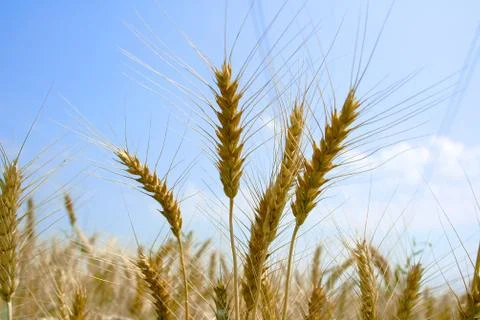 Wheat Stock Photos