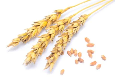 Wheat Stock Photos