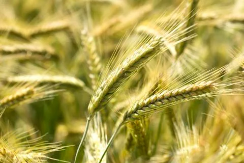 Wheat Фото