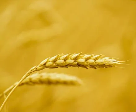 Wheat Stock Photos