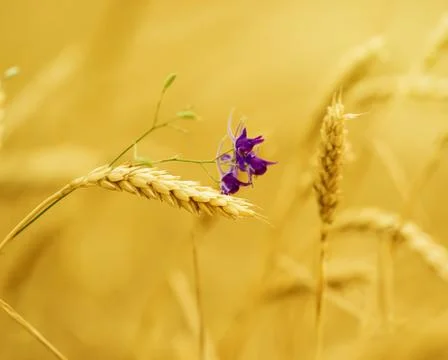 Wheat Stock Photos