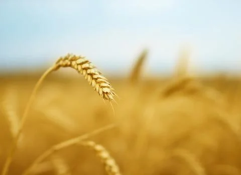 Wheat Stock Photos